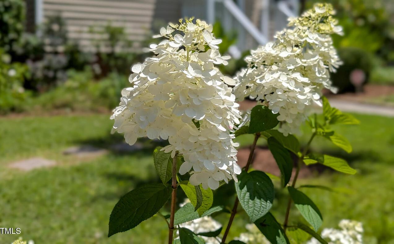 Photo #49