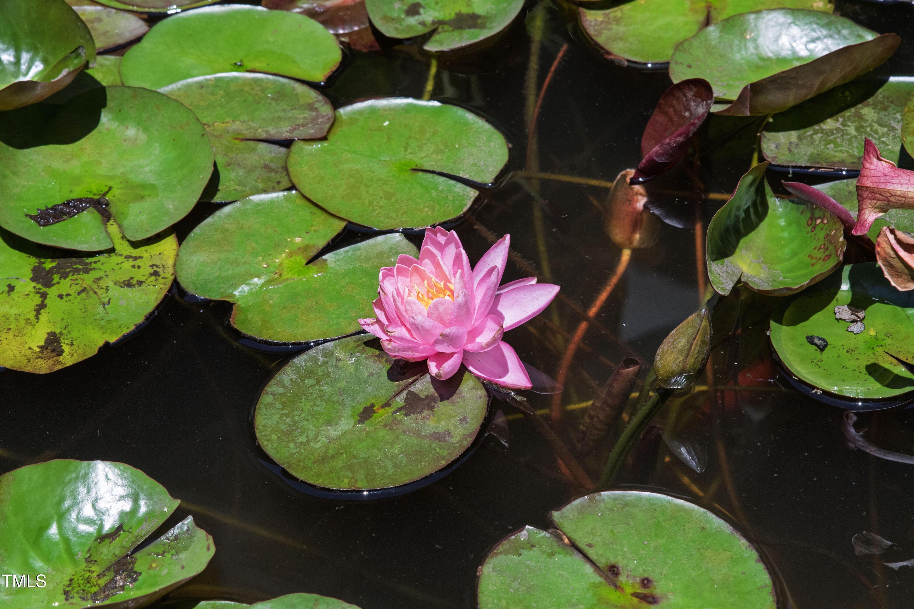 Photo #55