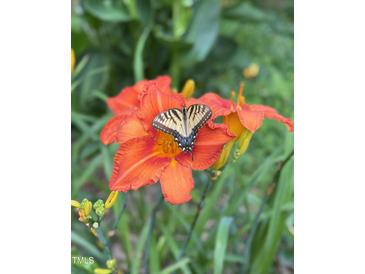 Vibrant orange lily with a butterfly adding natural beauty to the image at 676 Whitehurst, Pittsboro, NC 27312