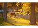Picturesque pasture view with grazing cattle surrounded by trees and a rustic fence at 804 Ambercrest Place, Durham, NC 27705