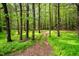 Scenic view of wooded land with a dirt path at 2723 New Sharon Church Rd, Hillsborough, NC 27278