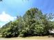 Lush trees line a street with a curb, creating a natural border against a clear, blue sky at 154 Colonial Trail Ct, Pittsboro, NC 27312
