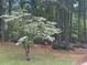 Landscaped front yard featuring a mature Dogwood tree with white flowers in a wooded yard at 184 Pine E St, Lillington, NC 27546
