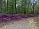 A lush landscape border of mature azaleas creates a vibrant and colorful perimeter within the wooded property at 184 Pine E St, Lillington, NC 27546