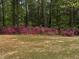 Lush lawn bordered by vibrant pink azaleas and mature trees, enhancing the property's natural beauty at 184 Pine E St, Lillington, NC 27546