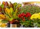 Assorted flowers, including colorful Croton leaves, red and yellow mums, and purple asters, arranged in decorative pots at 10 Seawell Ave # 102, Raleigh, NC 27601