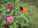 Close-up of vibrant pink and orange flowers in a garden setting with a butterfly at 178 Paceville Rd, Selma, NC 27576