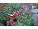 Butterfly on bright pink, orange and red zinnias at 8409 Tadmore Ln, Knightdale, NC 27545