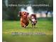 With Room to Roam: Dogs run and play on the grassy lawn at 271 White Azalea Way, Homesite 30, Benson, NC 27504