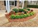 Close up of professionally designed landscaping with yellow spring flowers, green shrubs and pinestraw at 430 Easy Wind Ln, Garner, NC 27529