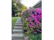 Charming path leading to the home with vibrant azalea bushes and a glimpse of the well-maintained yard at 2705 Royster St, Raleigh, NC 27608