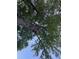 Overhead view of a grand, mature tree with lush green foliage against a clear blue sky at 2705 Royster St, Raleigh, NC 27608