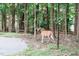 Whitetail deer standing near a wooded path at 4821 Gossamer Ln # 106, Raleigh, NC 27616