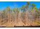 Wooded backyard view at 2029 Maggie Valley Dr, Apex, NC 27502