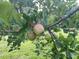 Healthy apple tree with ripening fruit, promising a bountiful harvest at 1610 Woodards Dairy Rd, Middlesex, NC 27557