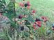Thriving blackberry bush loaded with ripe and unripe berries at 1610 Woodards Dairy Rd, Middlesex, NC 27557