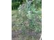 Lush blueberry bush abundant with ripening berries, perfect for fresh picking at 1610 Woodards Dairy Rd, Middlesex, NC 27557