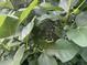 Vibrant fig tree with developing fruit, offering a taste of homegrown goodness at 1610 Woodards Dairy Rd, Middlesex, NC 27557