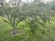 Young peach tree with ripening fruit, promising delicious homegrown peaches at 1610 Woodards Dairy Rd, Middlesex, NC 27557