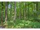 Scenic wooded area featuring mature trees and thriving green ground cover at 1610 Woodards Dairy Rd, Middlesex, NC 27557