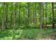 Lush wooded area with mature trees and green undergrowth offering privacy at 1610 Woodards Dairy Rd, Middlesex, NC 27557