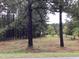 Wooded area with tall pine trees and lush greenery at 515 Docs Rd, Lillington, NC 27546