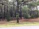 Wooded area with tall pine trees and lush greenery at 515 Docs Rd, Lillington, NC 27546