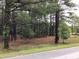 Wooded area with tall pine trees and lush greenery at 515 Docs Rd, Lillington, NC 27546