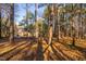 Wooded backyard behind the house with tall pine trees and natural ground cover at 1210 Huntsman Dr, Durham, NC 27713