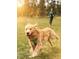 Golden retriever playing in community dog park at 3935 Willow Gate Way, Knightdale, NC 27604
