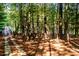 Long private driveway leading to secluded lakefront property at 10305 Old Creedmoor Rd, Raleigh, NC 27613