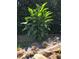 Water feature with rocks and lush green plants at 60 Green Meadow Ct, Pittsboro, NC 27312