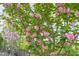Landscaping showing beautiful Kwanzan Cherry trees in full bloom at 2721 Sanctuary Woods Ln, Raleigh, NC 27606