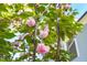 Close-up of a beautiful Kwanzan Cherry tree in full bloom, a stunning addition to the landscape at 2721 Sanctuary Woods Ln, Raleigh, NC 27606