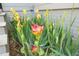 Close-up of irises in bloom in the landscaped garden surrounding this home at 2721 Sanctuary Woods Ln, Raleigh, NC 27606
