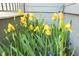 Close-up of bright yellow irises in bloom in the landscaped garden surrounding this home at 2721 Sanctuary Woods Ln, Raleigh, NC 27606