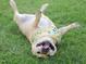 A happy dog laying on its back in the grass at 9164 Dupree Meadow Dr # 14, Angier, NC 27501