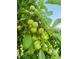 A fruit tree boasting an abundance of green fruit, offering a natural and vibrant feature to the property at 165 Wakeline Dr, Wendell, NC 27591