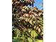 A fruit tree with ripening fruit, adding a touch of natural charm and seasonal interest to the landscape at 165 Wakeline Dr, Wendell, NC 27591