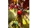 A plum tree full of fruit, adding natural beauty and potential harvest to the property at 165 Wakeline Dr, Wendell, NC 27591