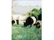 Charming farm with Belted Galloway cows grazing peacefully in a lush, green pasture at 4201 Henderson Pl, Pittsboro, NC 27312