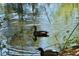 Peaceful pond with ducks swimming in the water, surrounded by trees and foliage at 4201 Henderson Pl, Pittsboro, NC 27312
