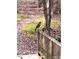 Bird sitting on a wooden bridge and railing with natural woodland surroundings at 4201 Henderson Pl, Pittsboro, NC 27312