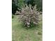 Bush with white and pink flowers in the yard at 521 N Franklin Dr, Sanford, NC 27330