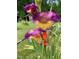 Purple and yellow gladiolus flowers in the garden at 521 N Franklin Dr, Sanford, NC 27330