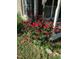 Red rose bushes next to the front porch at 521 N Franklin Dr, Sanford, NC 27330