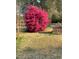 Bright pink flowering bush in front yard at 521 N Franklin Dr, Sanford, NC 27330