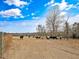 Cattle in pasture with trees and blue sky at 330 Ellis Stewart Ln Ln, Cameron, NC 28326