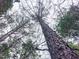 Looking up at a tall tree in the woods at 330 Ellis Stewart Ln Ln, Cameron, NC 28326