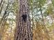 Close-up of a tree with a hat hanging on it at 330 Ellis Stewart Ln Ln, Cameron, NC 28326